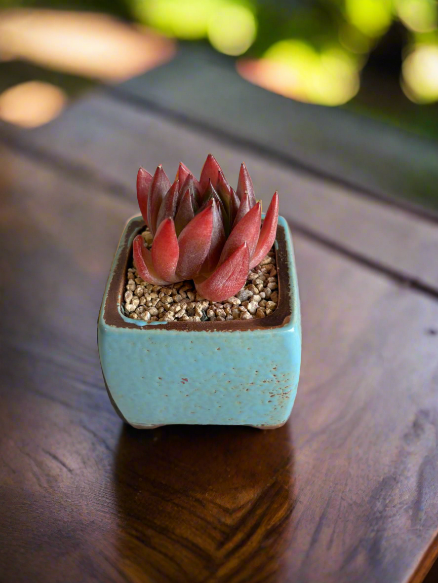 Succulent Ceramic Square Flowerpot Baby Blue – Echeveria Agavoides  'Christmas Eve' - SlowBloomGreens