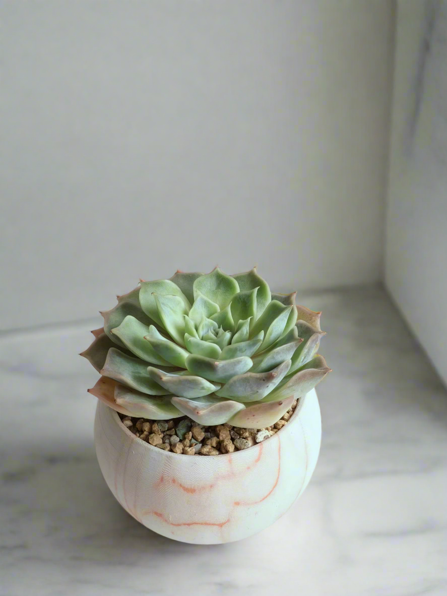 Detailed view of the colorful rosettes in the Succulent Elegant Round Orange Pot.