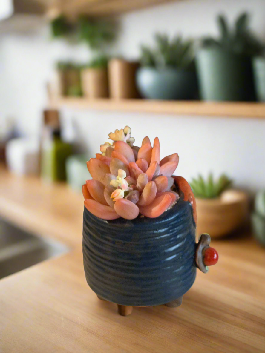 Succulent Enchanted Garden Snail – Pachyphytum (Blooming)