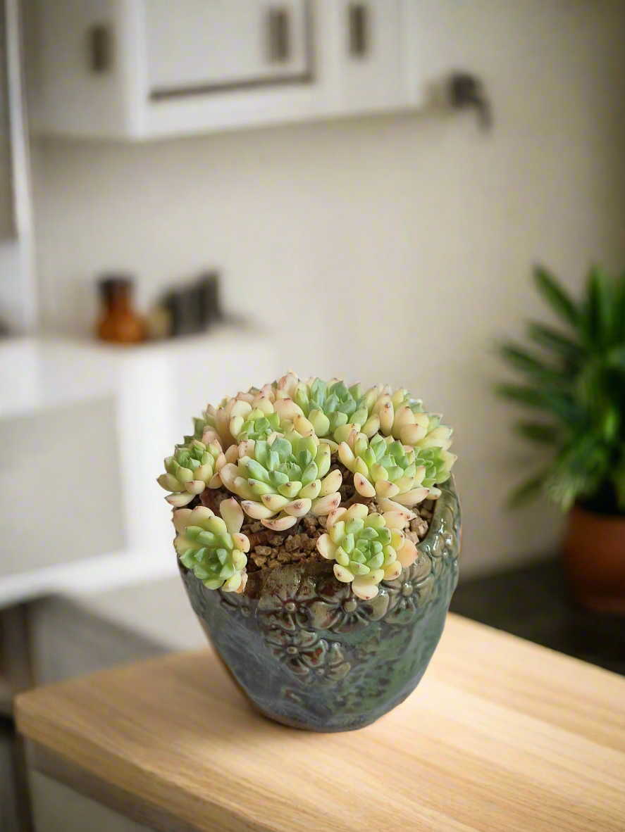 Whimsical touch of the Succulent Rustica Ceramic Pot – Echeveria Macadamia enhancing decor.