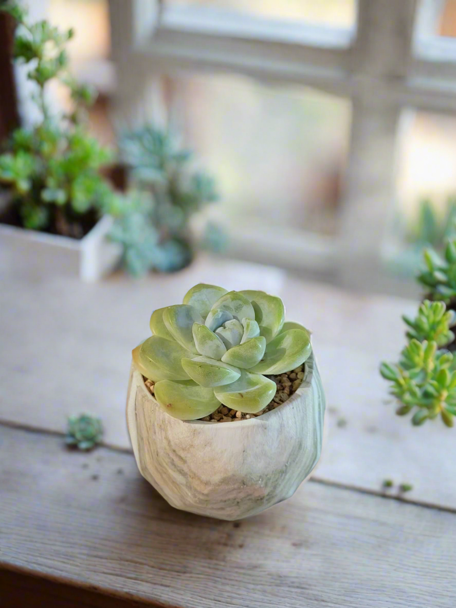 Succulent Classic Marble Green Pot – Echeveria Ice Green - SlowBloomGreens