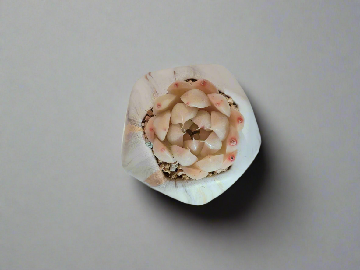 Succulent Mini Octagon Gold - Echeveria White Queen - SlowBloomGreens