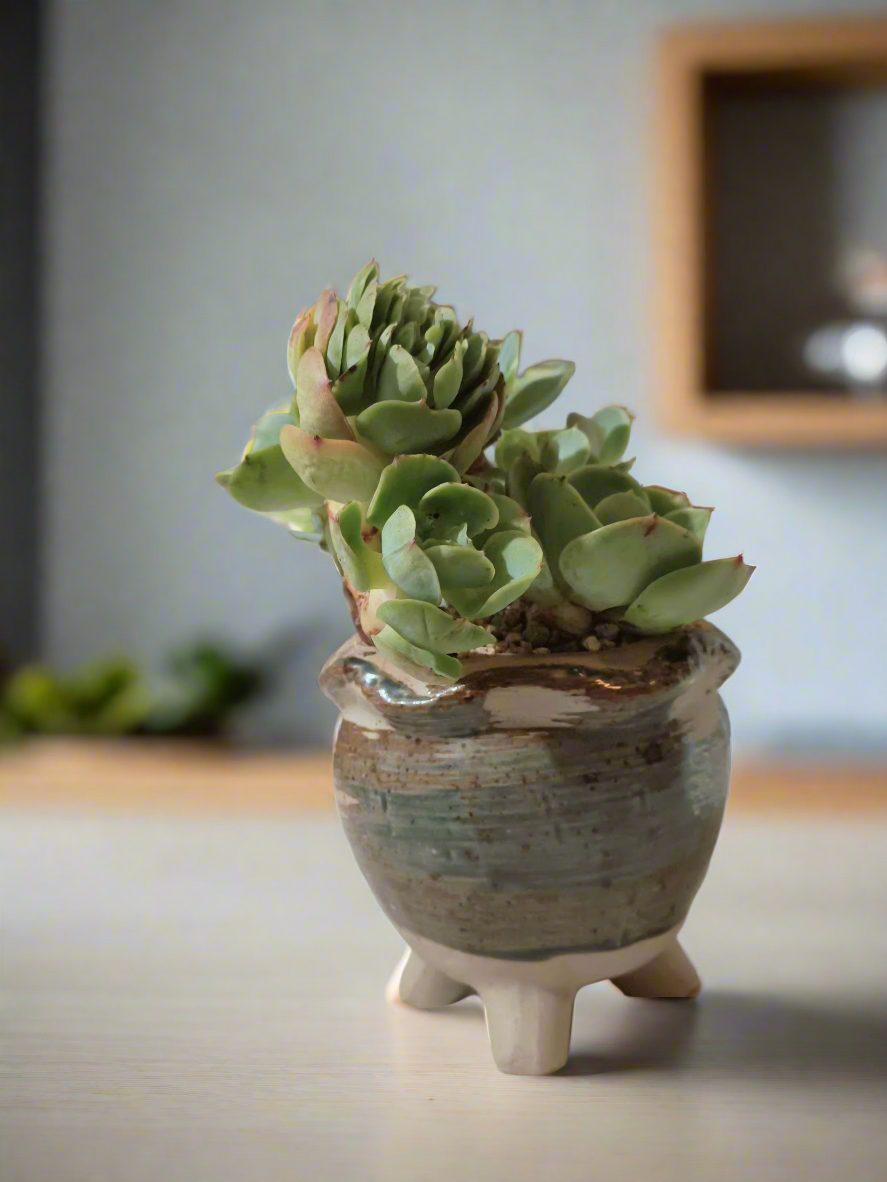 Succulent Rustica Pot- Echeveria Peach Pride - SlowBloomGreens
