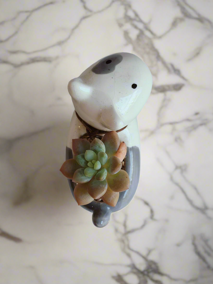 Succulent Puppy Bull Terrier - Graptoveria Opalina - SlowBloomGreens