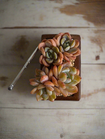 Succulent Retro Radio – Echeveria 'Pink Ariel Crest' & Echeveria Hybrid
 🎵📻🌿