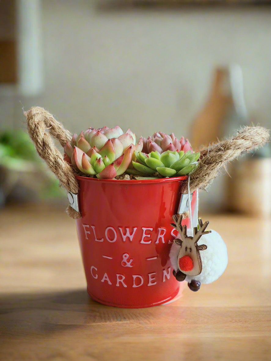 Succulent Festive Garden Charm Red pot - SlowBloomGreens