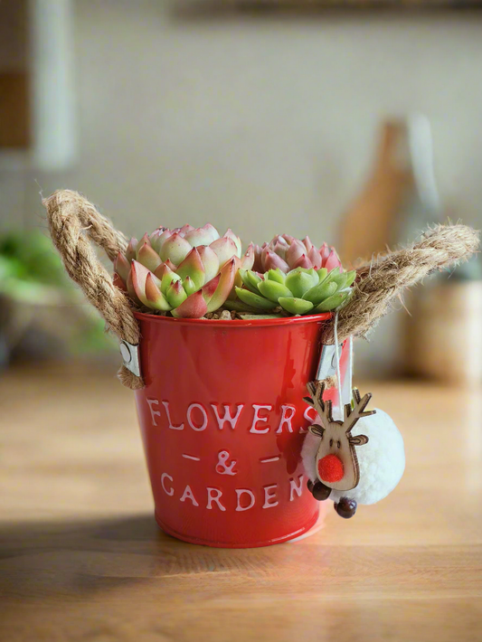 Succulent Festive Garden Charm Red pot - SlowBloomGreens