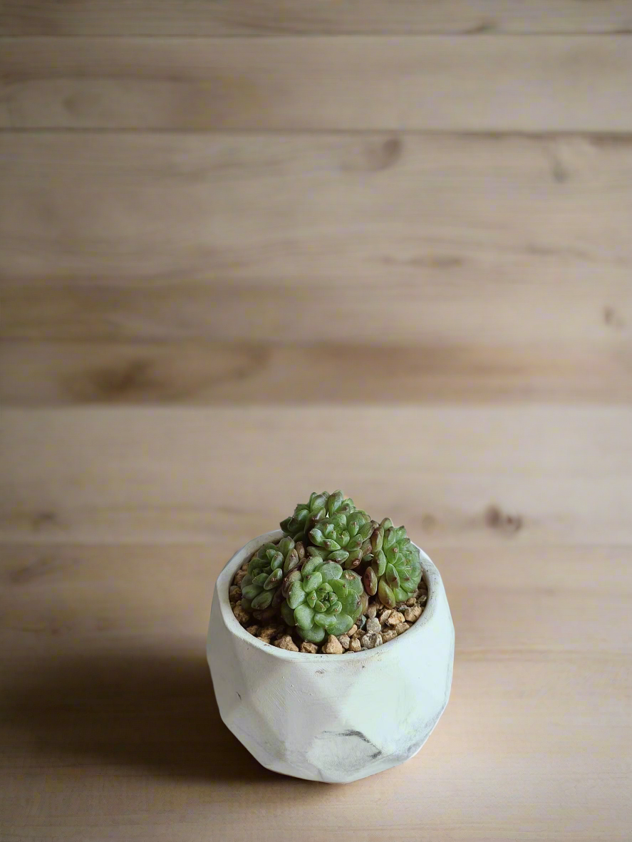 Inviting ambiance created by the Succulent Harmony Ash Pot – Echeveria Minima on a table.