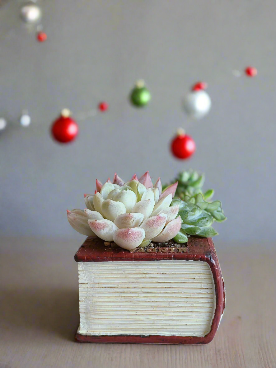 Succulent Book Nook – Assorted Succulents