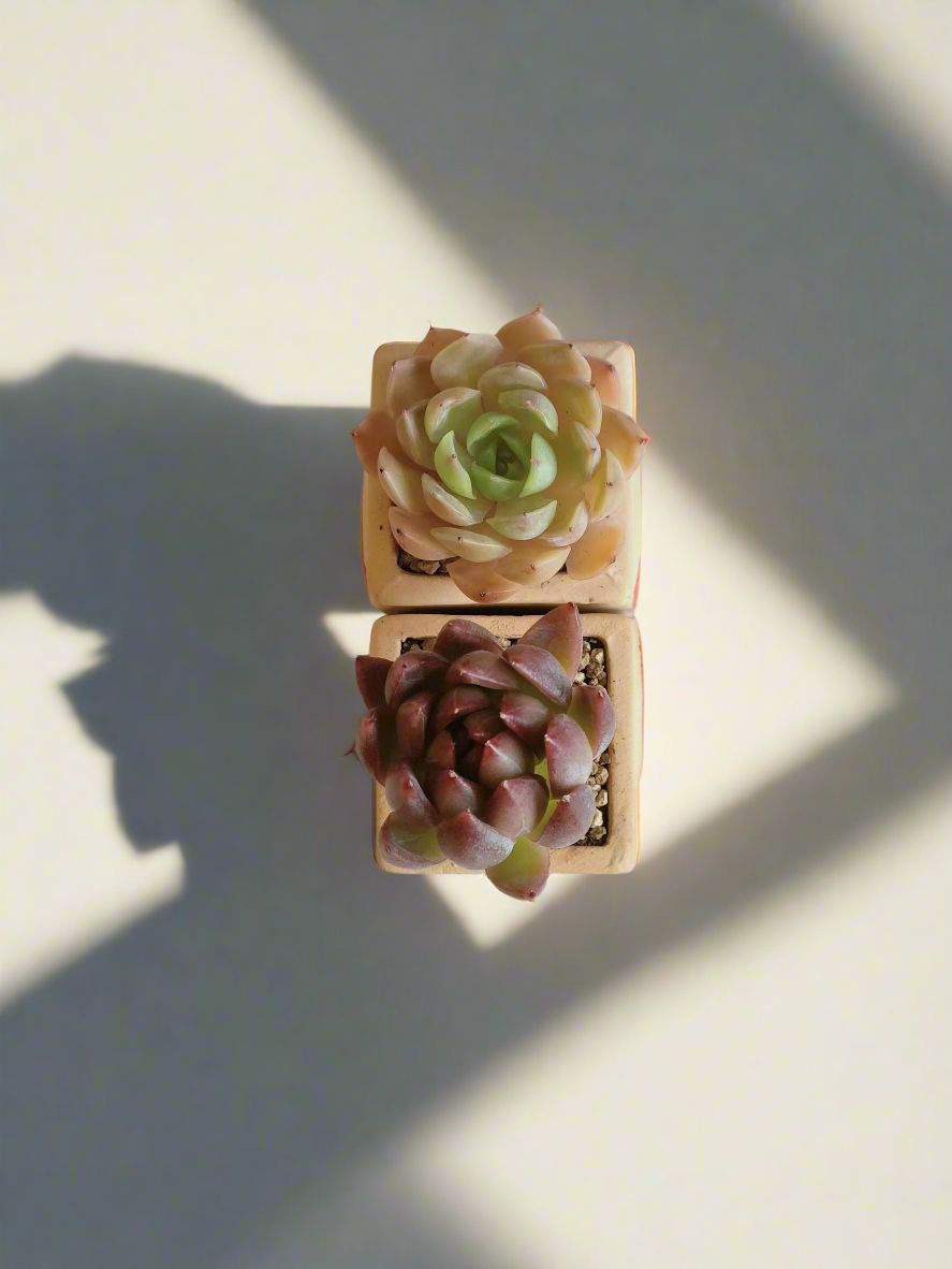 Succulent Heart Duo: The Perfect Gift of Love and Growth - Echeveria Agavoides & Elegans - SlowBloomGreens