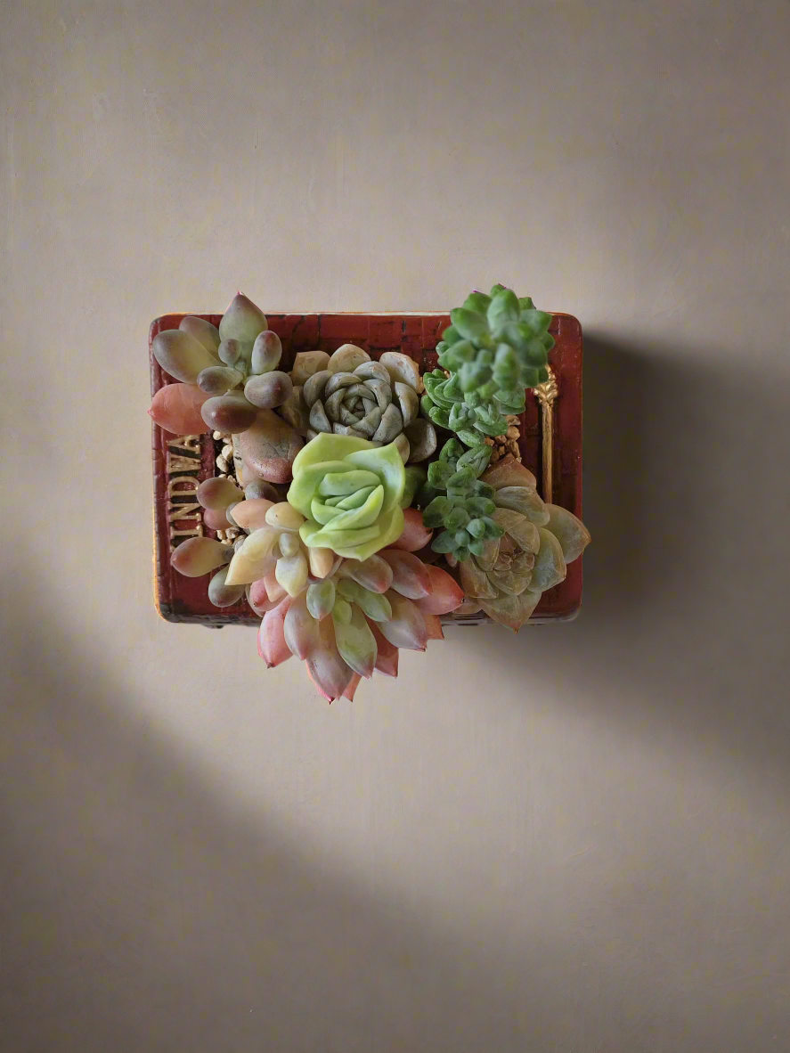 Succulent Book Nook – Assorted Succulents - SlowBloomGreens