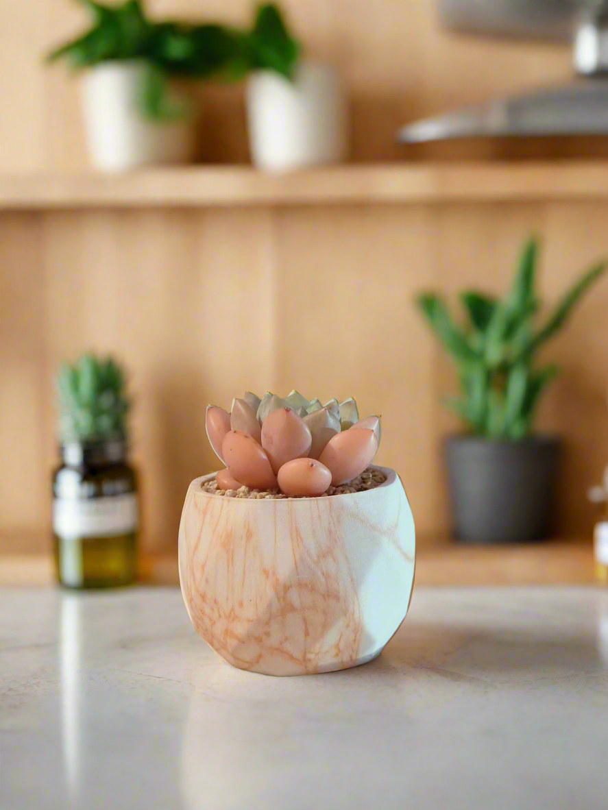 Succulent Classic Marble Orange Pot – Graptoveria White Dew