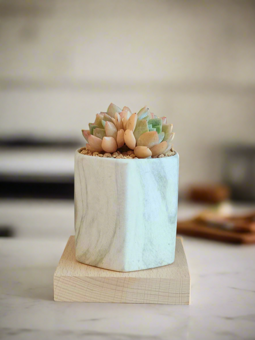 Succulent Radiant Octagon Green – Echevaria Suryeon - SlowBloomGreens