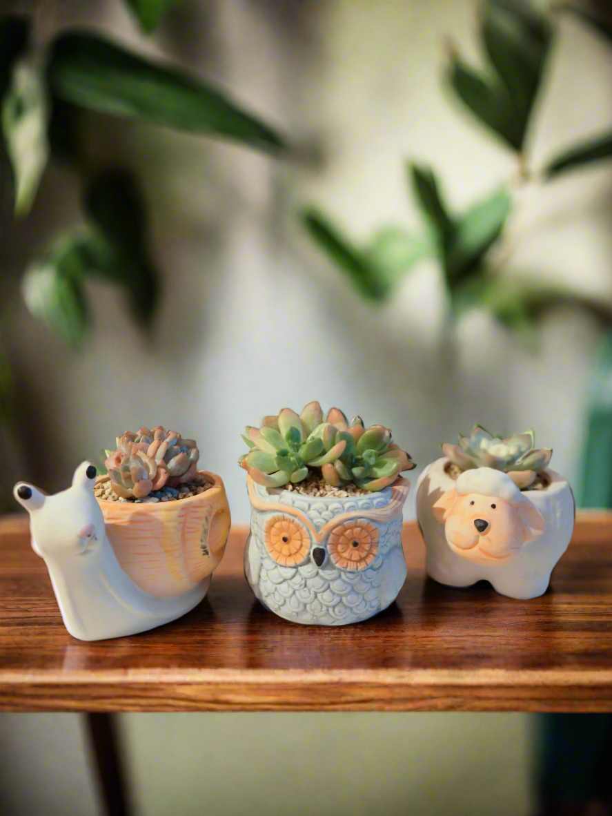 Succulent Sheep Pot with Echeveria elegans