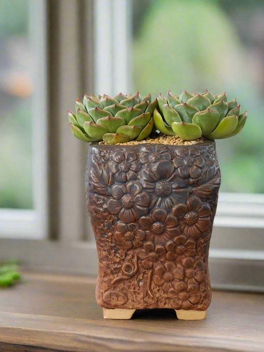 Succulent Rustic Floral Embossed Planter – Echeveria 'Onslow' Duo