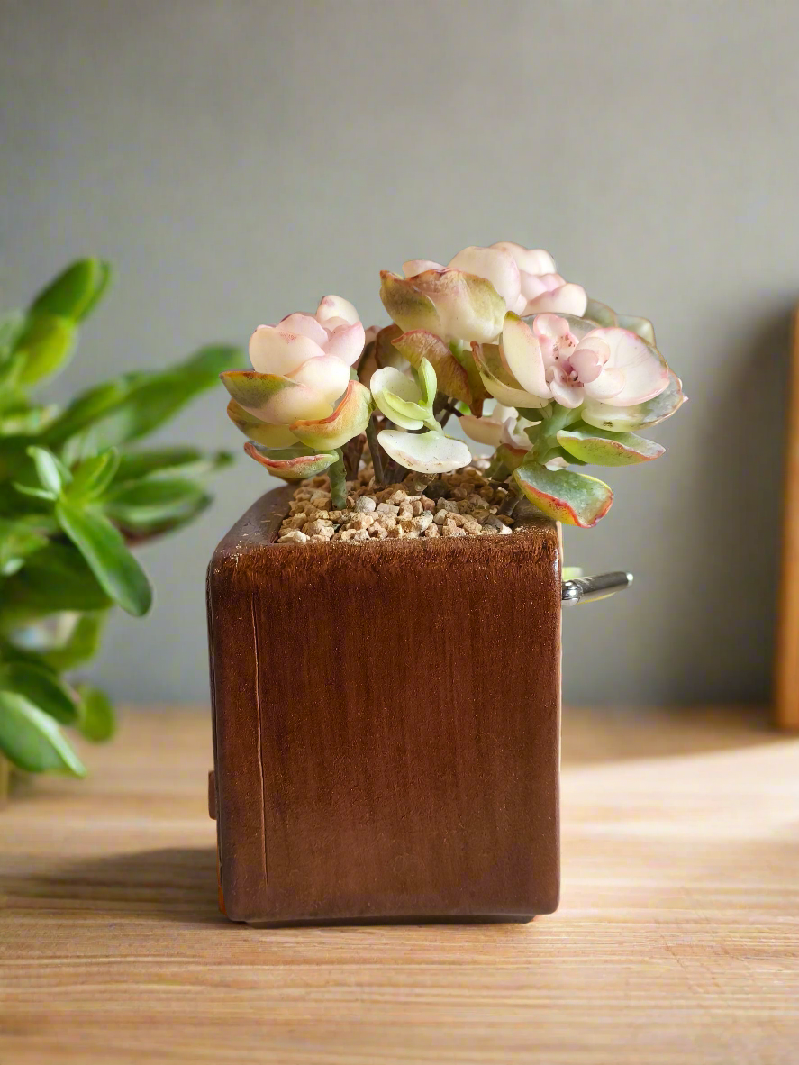 Succulent Retro Radio – Kalanchoe Marnieriana 🎵📻🌿