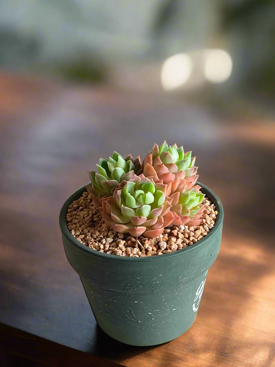 Succulent Rustica Garden – Echeveria Onslow