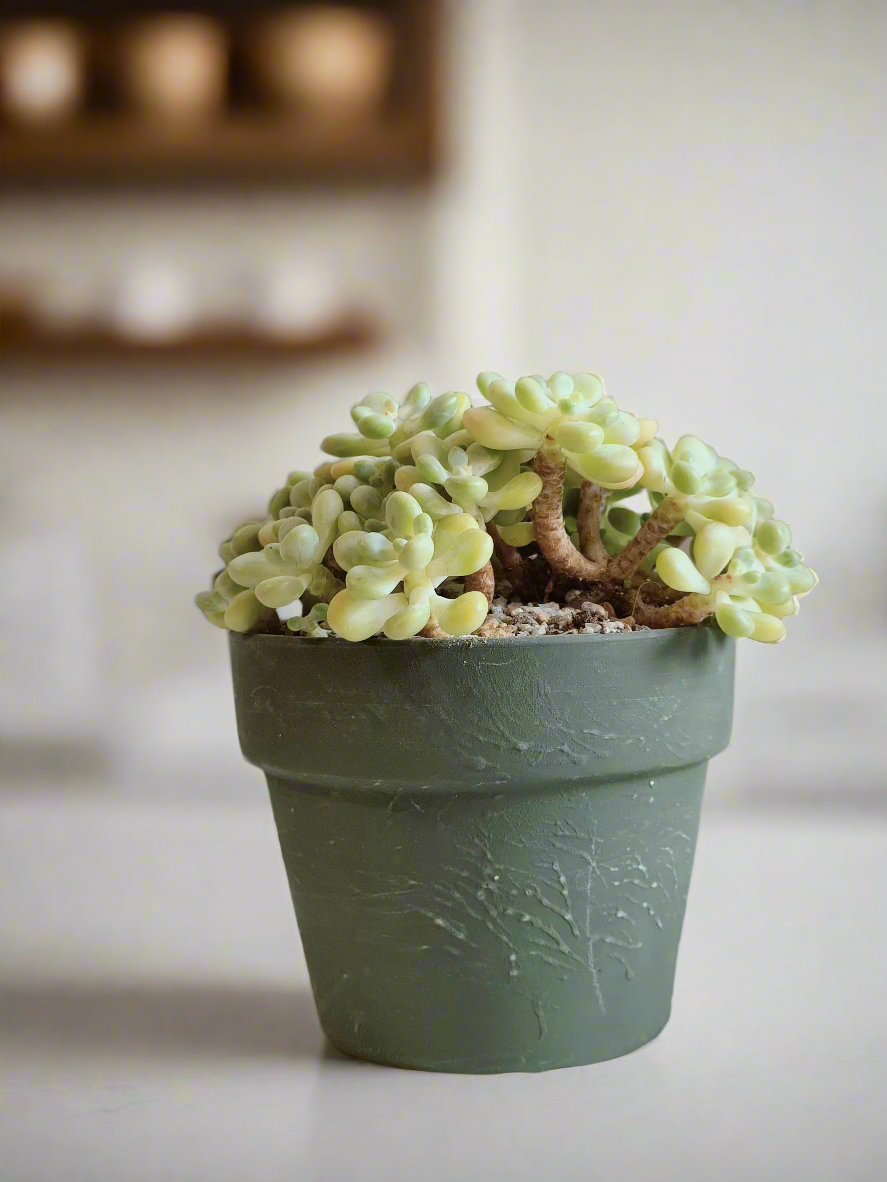 Close-up of the Succulent Rustica Garden – Tiscalatengo Gorge Sedum in a rustic ceramic planter.