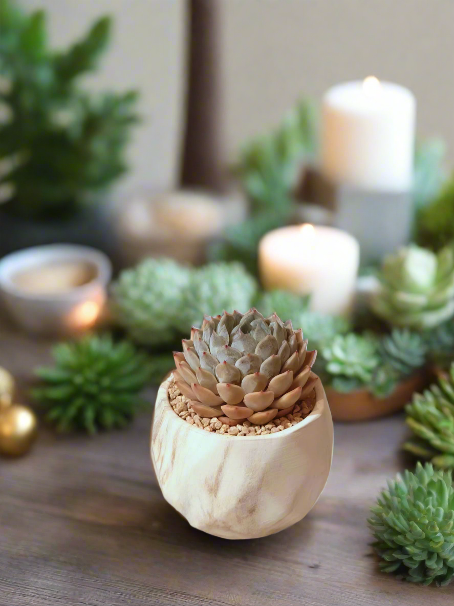 Succulent Classic Marble Brown Pot – Echeveria Fiona - SlowBloomGreens