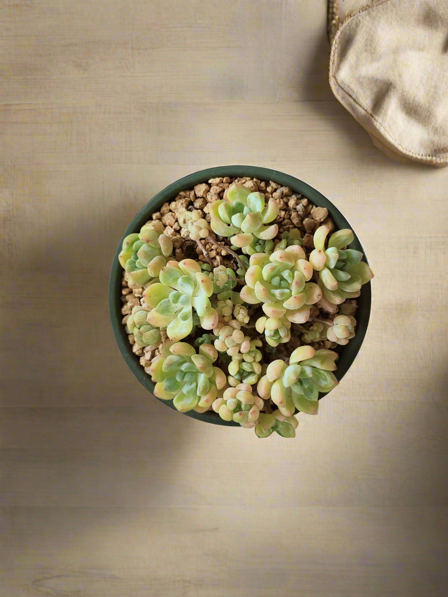 Succulent Rustica Ceramic – Tiscalatengo Gorge Sedum