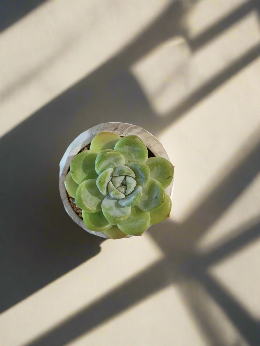 Succulent Classic Marble Green Pot – Echeveria Ice Green - SlowBloomGreens