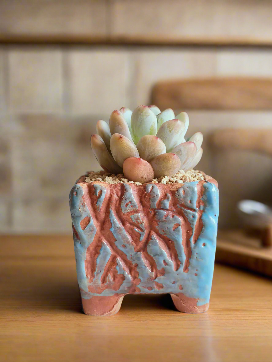 Succulent Rustica Ceramic Blue-Brown – Pachyphytum oviferum 'Moonstones'