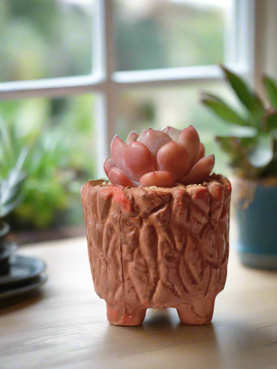 Succulent Rustica Ceramic Red – Echeveria Orange Monroe