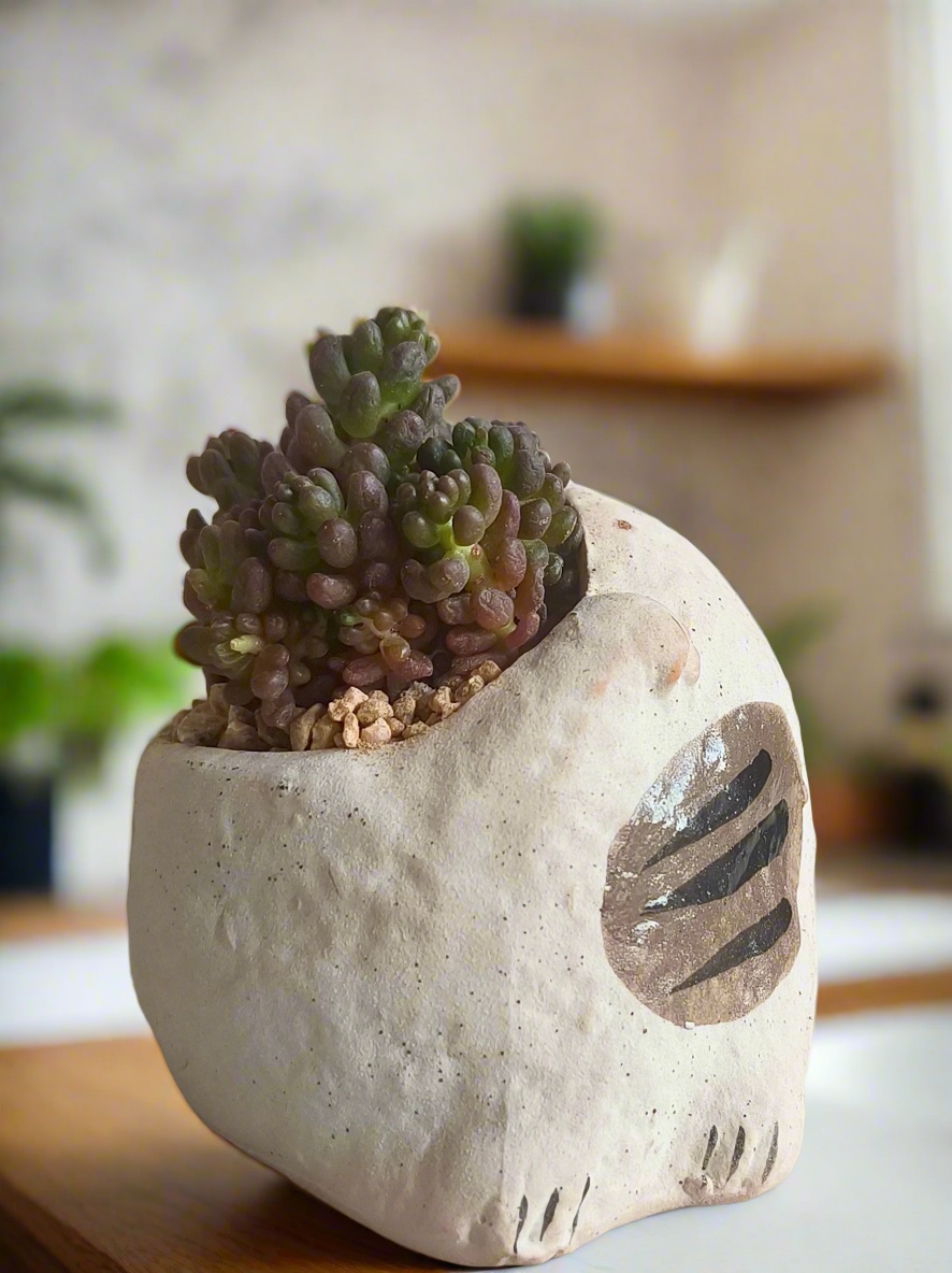 Succulent Sleeping Beauty Cat Planter - Sedum Rubrotinctum 'Redberry' - SlowBloomGreens