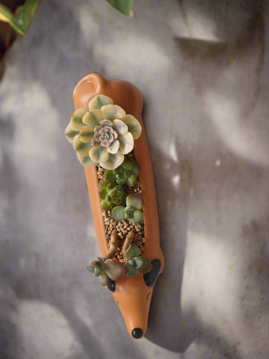 Succulent Daunchund Pot - Echeveria agavoides 'Akaihosi' & friends - SlowBloomGreens
