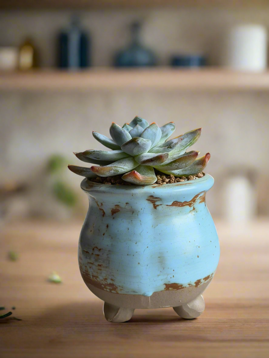 Succulent Rustic Serenity Pot – Echeveria 'Blue Bird'