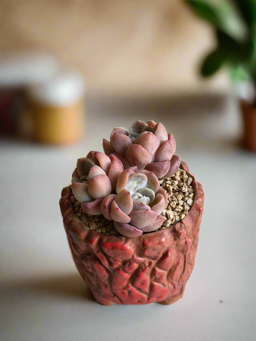 Succulent Rustica Ceramic Red – Echeveria hybrid