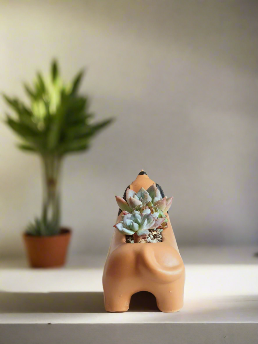 Succulent Daunchund - various - SlowBloomGreens