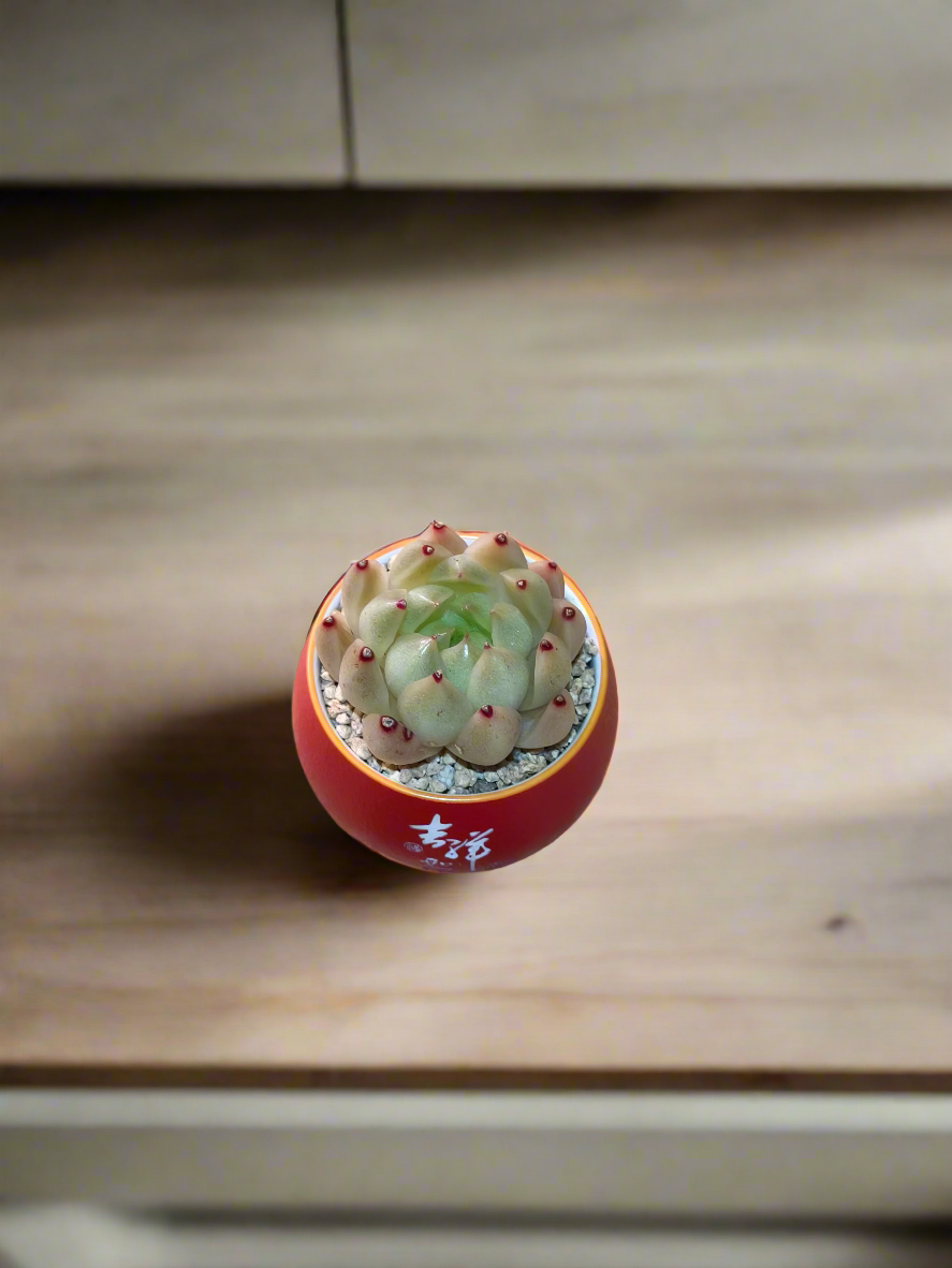 Succulent Auspicious Grace Pot - Echeveria Agavoides 'Lipstick' - SlowBloomGreens