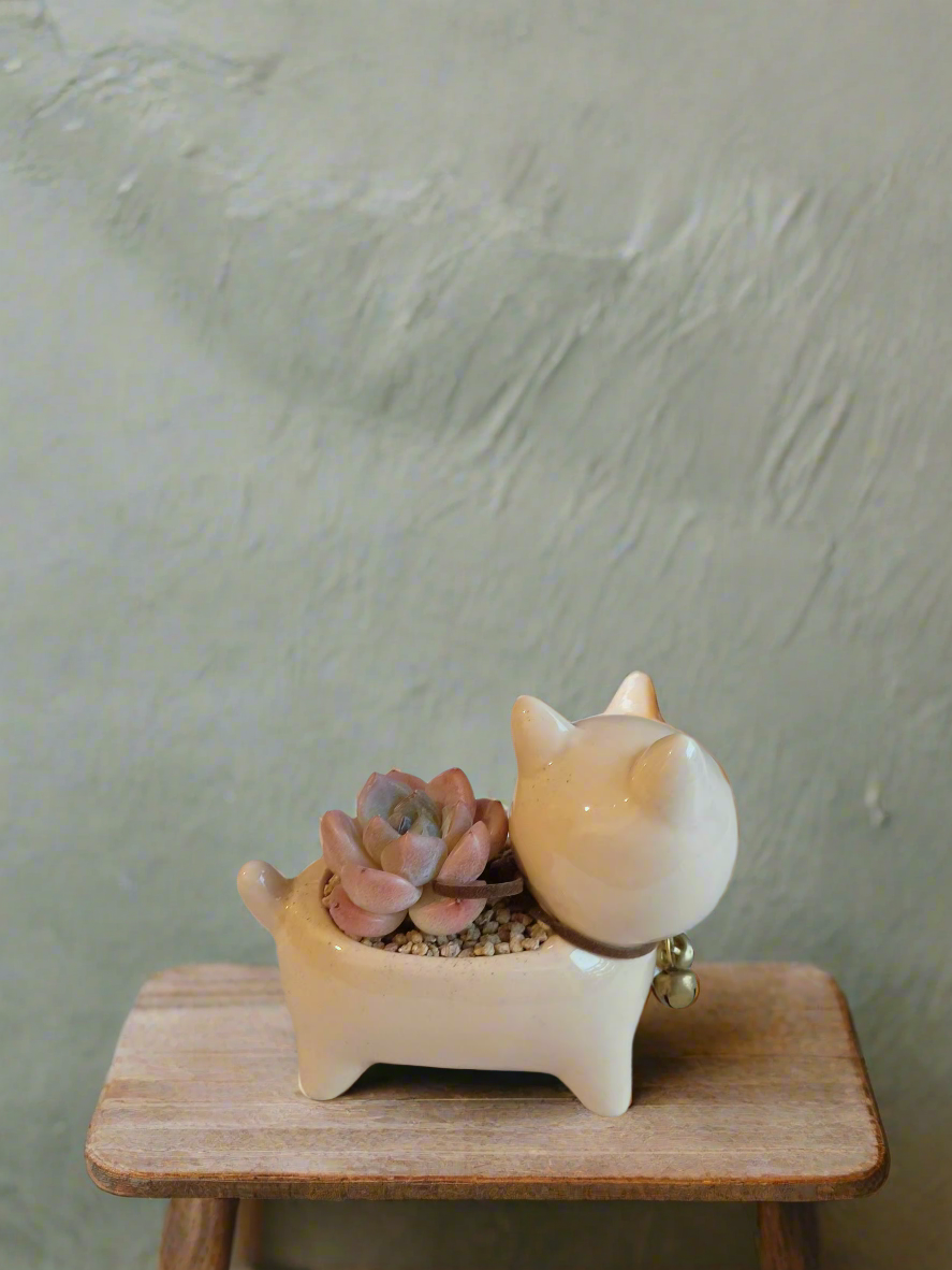 Lively Succulent Puppy Shiba Inu bringing joy to a space