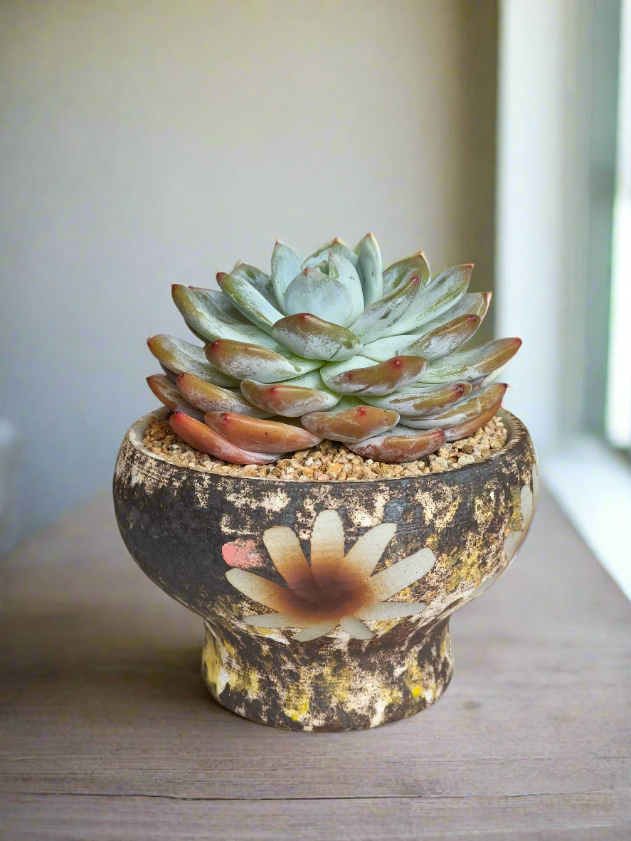 Succulent Moonlit Bloom Pot – Desert Gold with Echeveria Orange Monroe