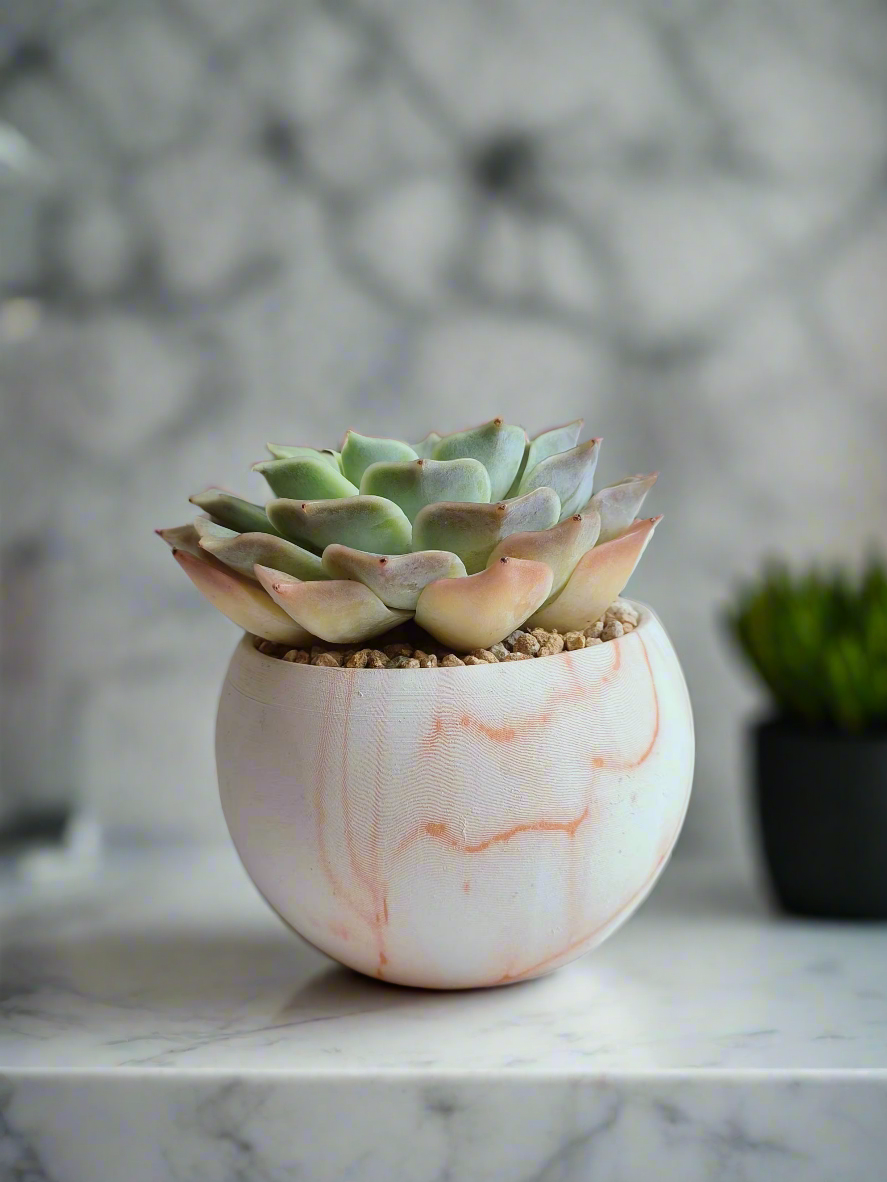 Handcrafted Succulent Elegant Round Orange Pot – Echeveria Lilacina enhancing decor.