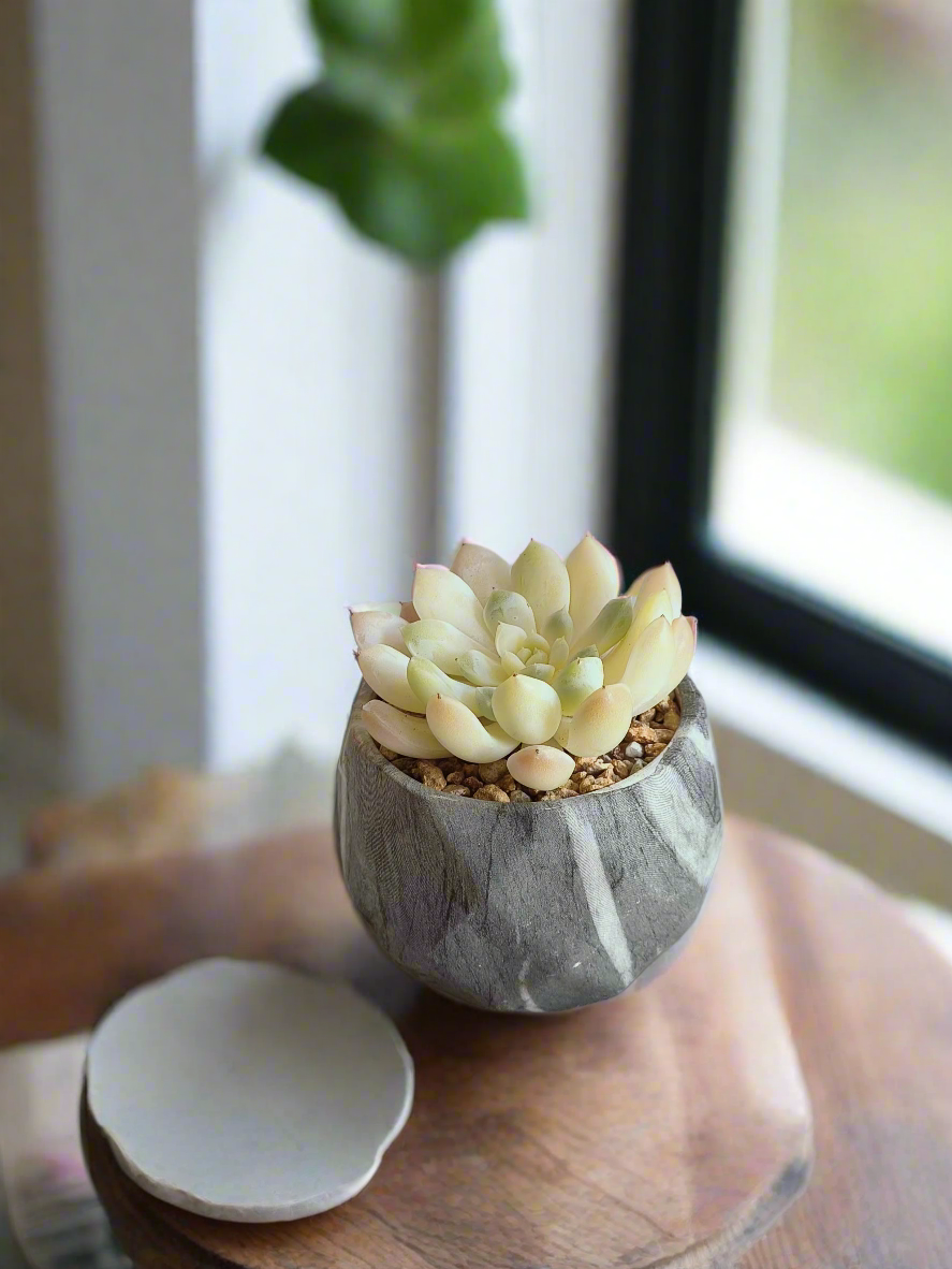 Side view of Succulent Harmony Grey Pot – Echeveria Elegans in Marble Pot highlighting its design.