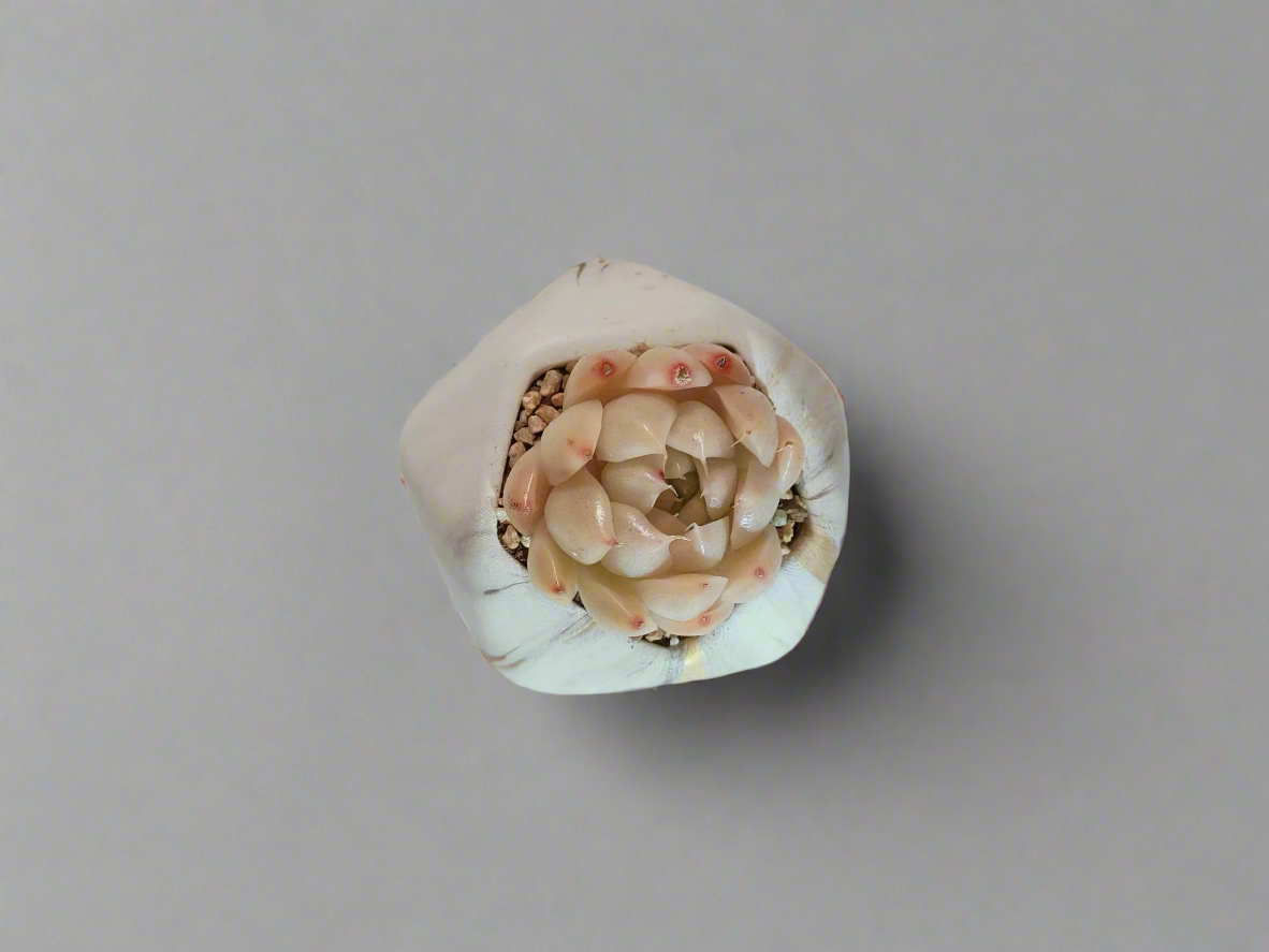 Succulent Mini Octagon Gold - Echeveria White Queen - SlowBloomGreens