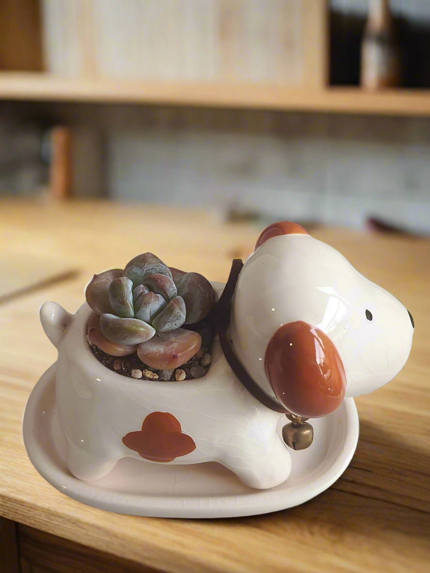 Succulent Puppy Jack Russell Terrier Planter - Echeveria Ice Green - SlowBloomGreens