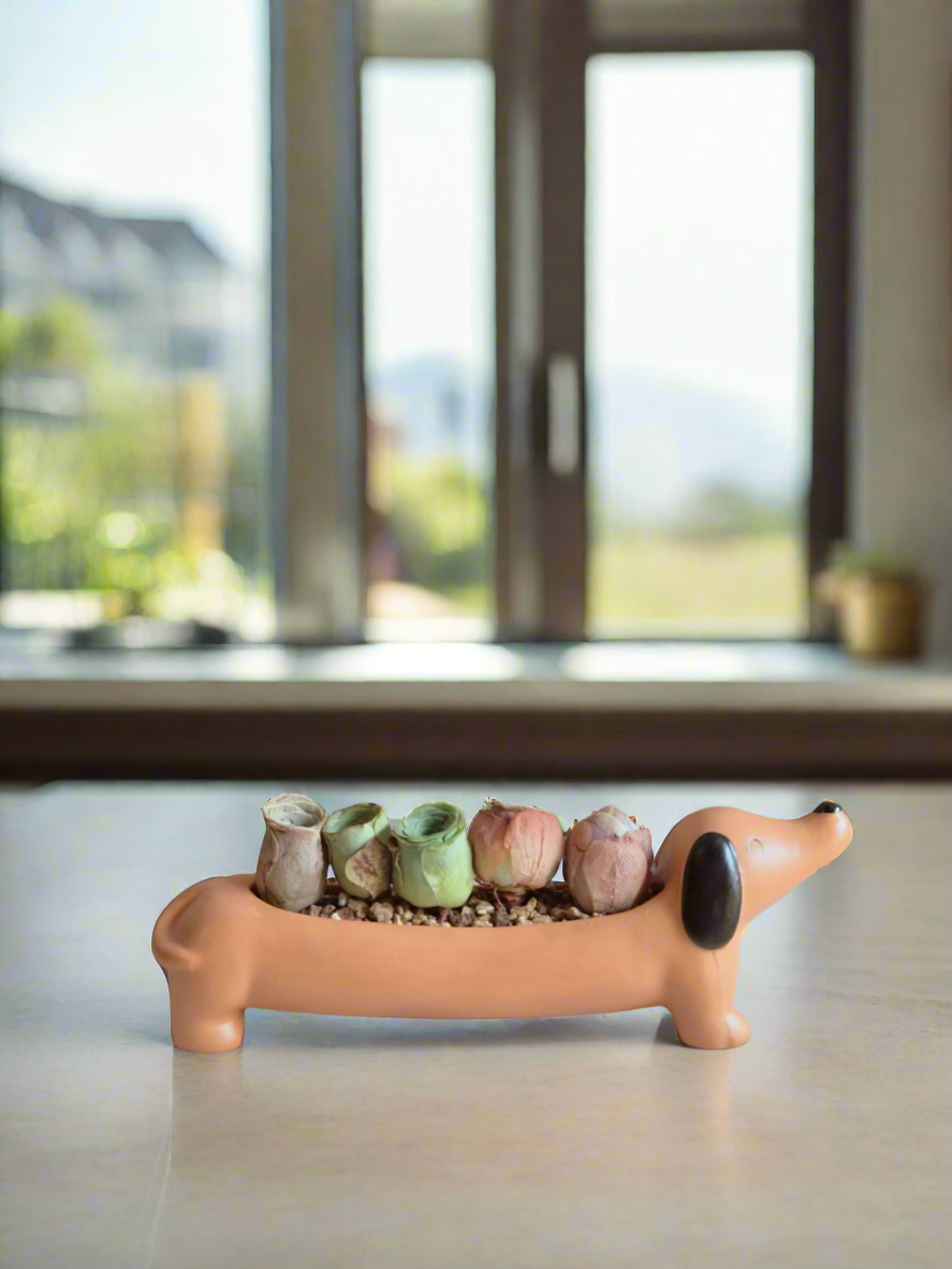 Succulent Daunchund - 5 Mountain Roses 'Greenovia' (Lilac & Green) - SlowBloomGreens