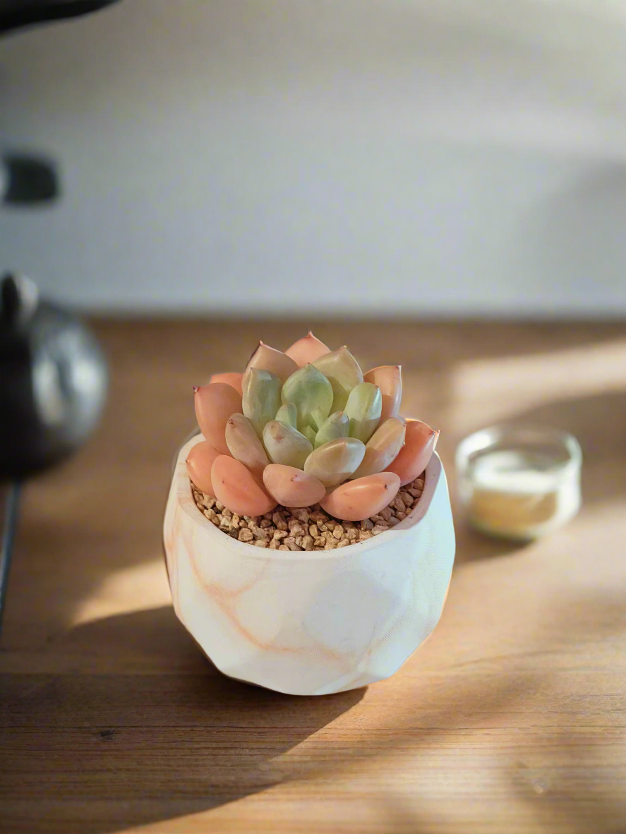 Succulent Classic Marble Orange Pot – Graptoveria White Dew