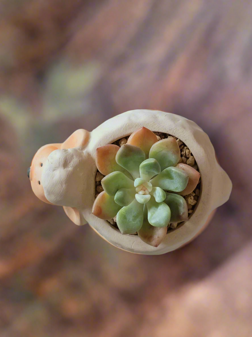 Low-maintenance Echeveria in a delightful sheep-shaped planter