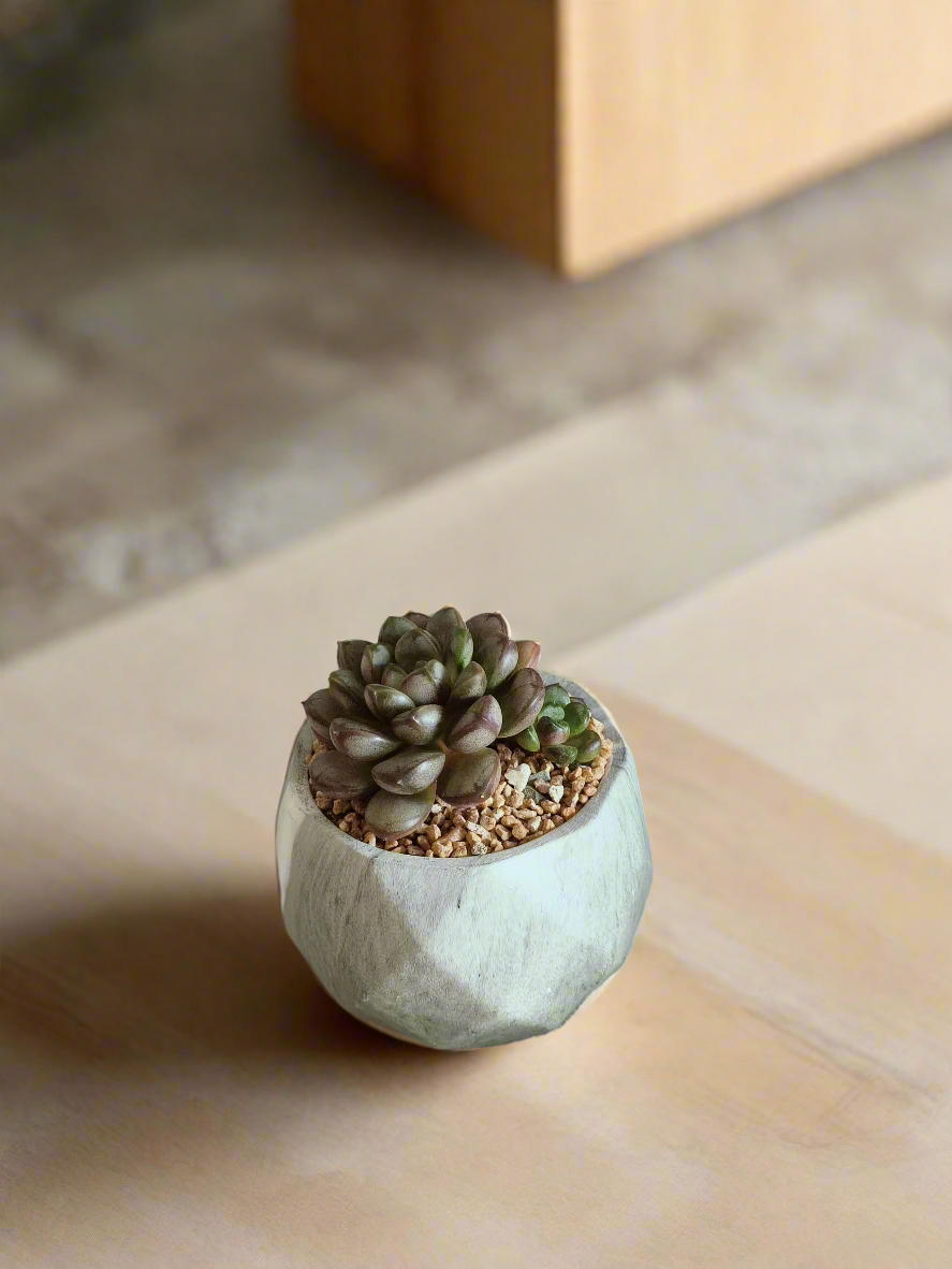 Succulent Harmony Green Pot – Graptoveria 'Amethorum' in Marble Pot on a bright windowsill.