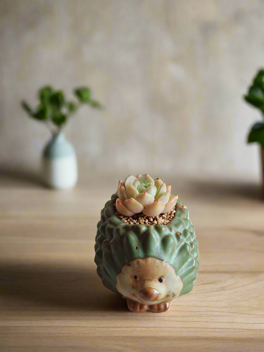 Succulent Hedgehog Pot - Echeveria Elegans 'Raspberry Ice'