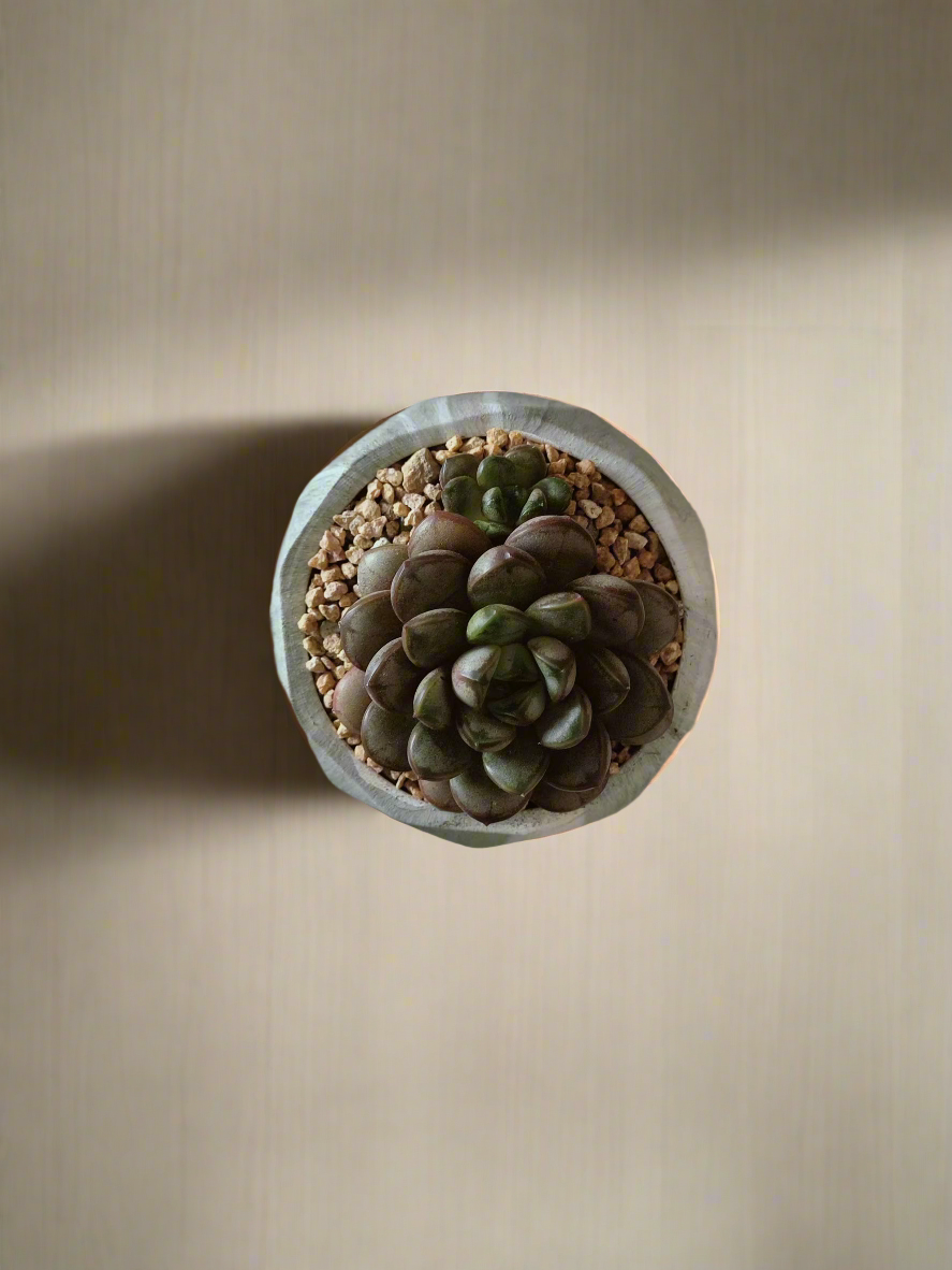 Stunning arrangement of Succulent Harmony Green Pot – Graptoveria 'Amethorum' in Marble Pot on a table.