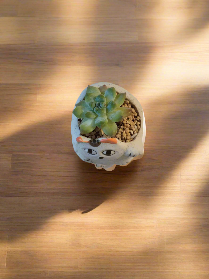 Playful Succulent Cat Pot - Echeveria Elegans for a cheerful vibe