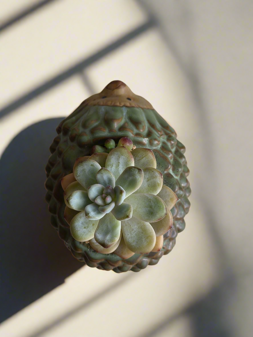 Succulent Hedgehog Pot - Pachyphytum