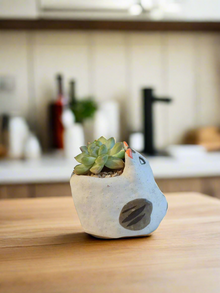 Whimsical Succulent Cat Pot - Echeveria Elegans for indoor decor