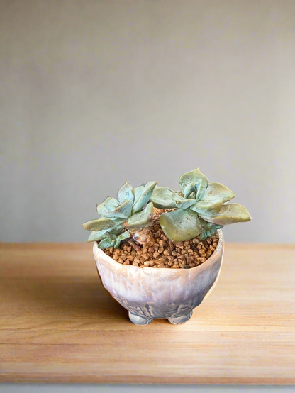 Succulent Lilac Ombre Rustic Mini Planter – Graptopetalum 'Purple Delight'