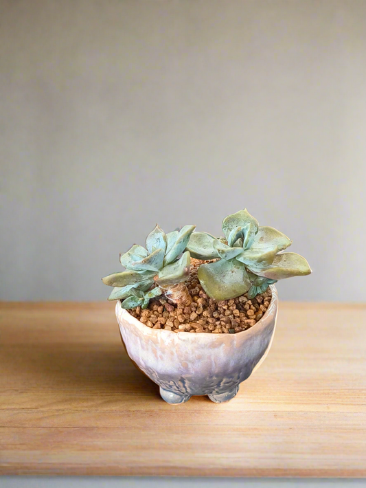 Succulent Lilac Ombre Rustic Mini Planter – Graptopetalum 'Purple Delight' - SlowBloomGreens